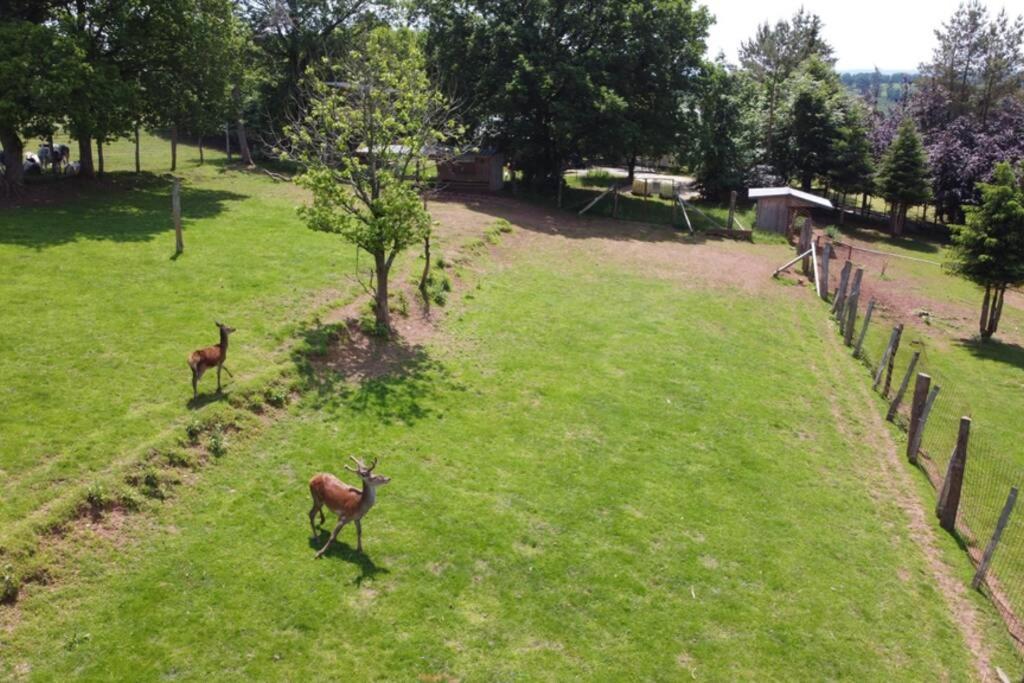 Le Grand Cerf 25 Pers, Malmedy- Chalet Rustique, Jardin Exteriér fotografie